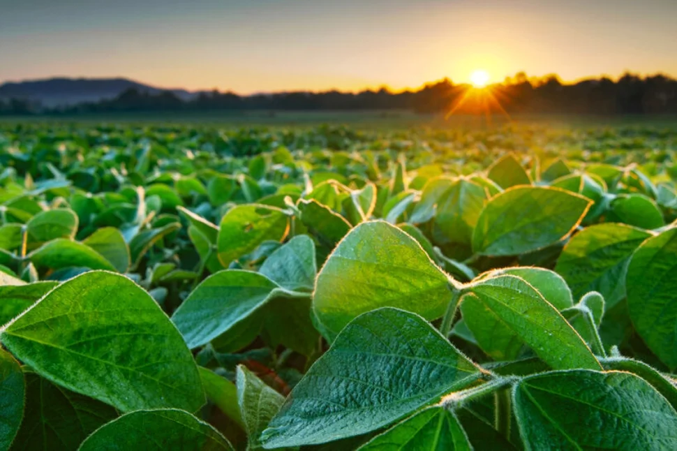 ___Bunge - Soyfield - Hero 1.129020555873249529412.jpg