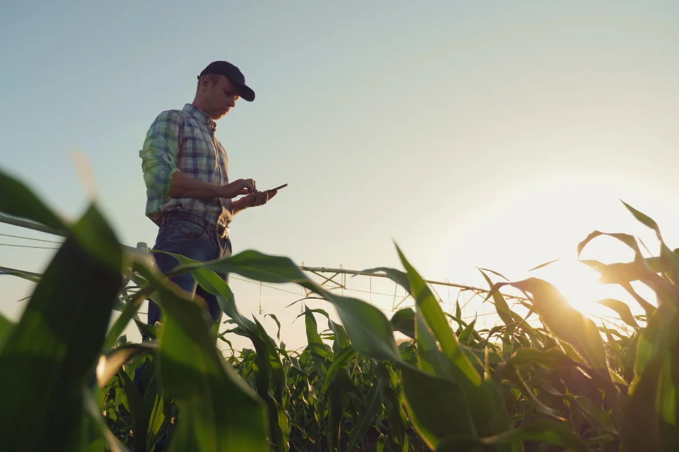 Farmer analyzing his corn.
