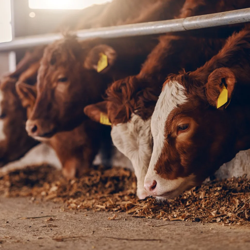 Cows eating hay and feed. 